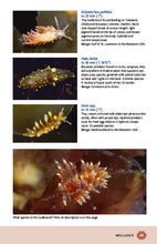 Load image into Gallery viewer, Maritime Marine Life—Field Guide to Fishes, Invertebrates and Plants of the Northwest Atlantic