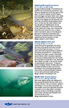 Load image into Gallery viewer, Maritime Marine Life—Field Guide to Fishes, Invertebrates and Plants of the Northwest Atlantic