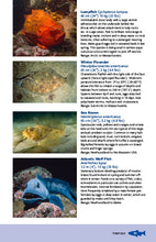 Load image into Gallery viewer, Maritime Marine Life—Field Guide to Fishes, Invertebrates and Plants of the Northwest Atlantic
